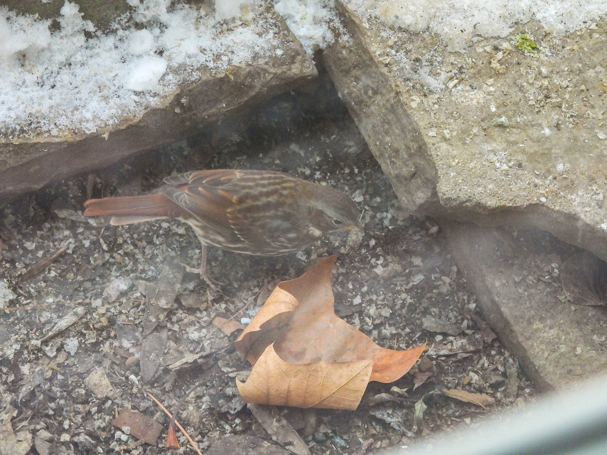 Fox Sparrow - ML646367242