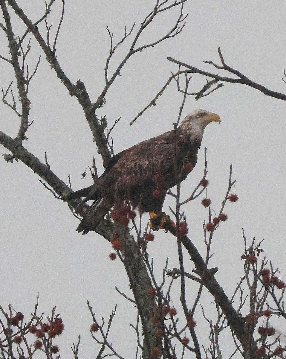 Bald Eagle - ML646367243