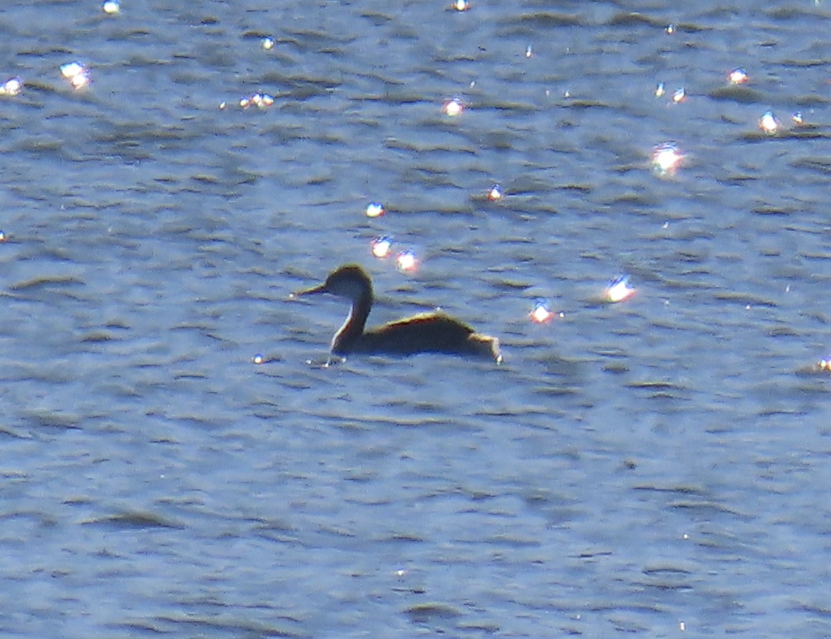 Western Grebe - ML646367255