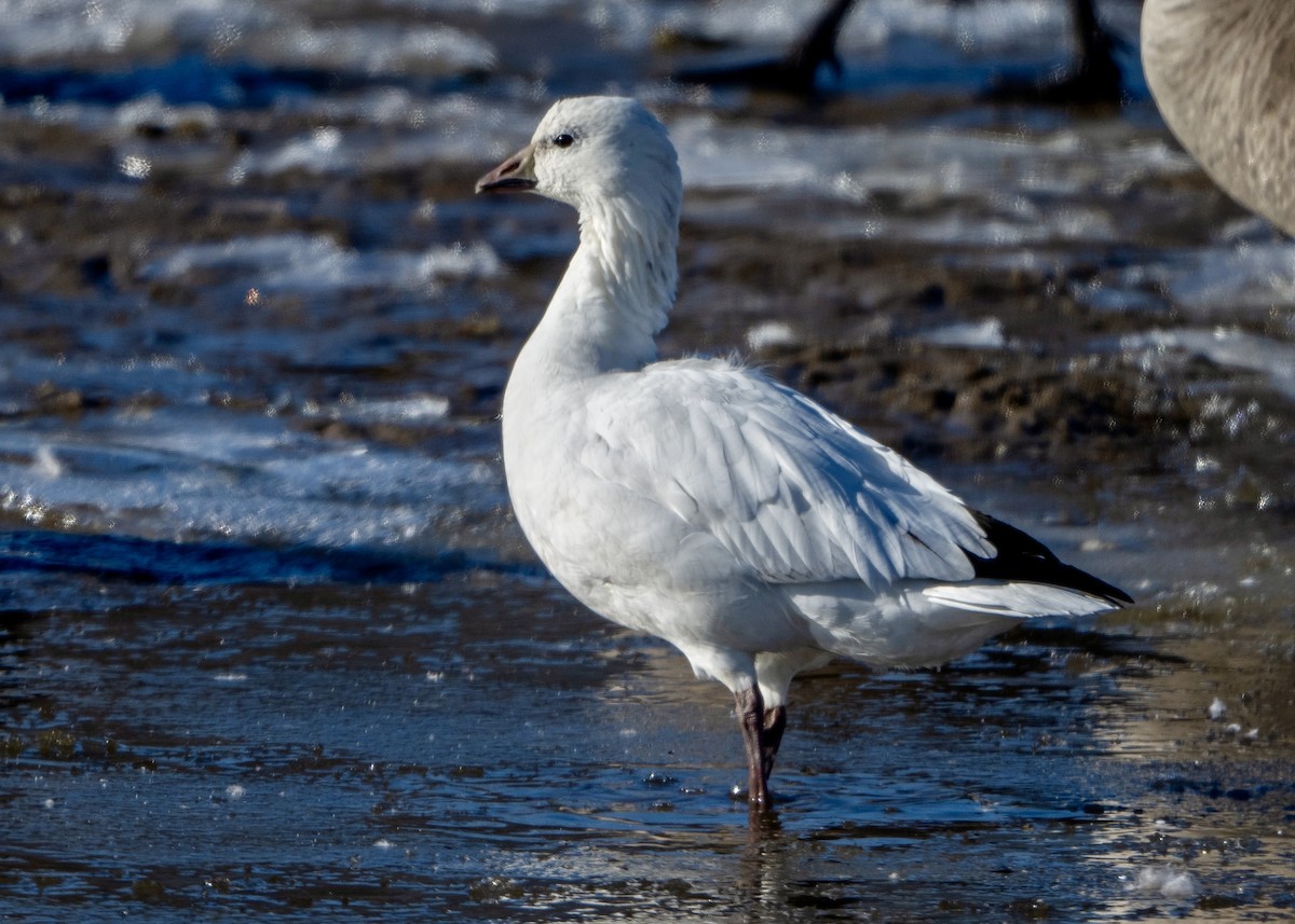 Ross's Goose - ML646367256