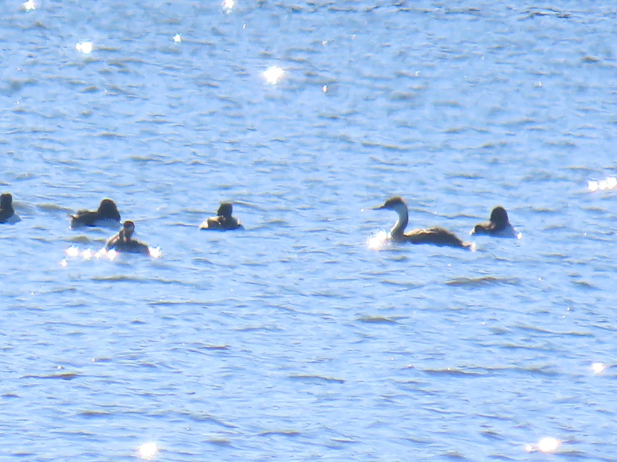 Western Grebe - ML646367257