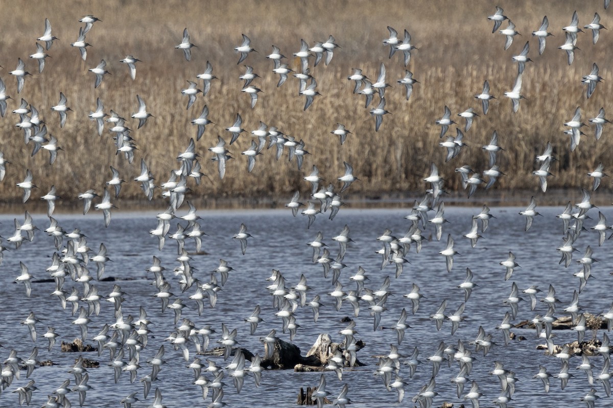 Dunlin - ML646367261