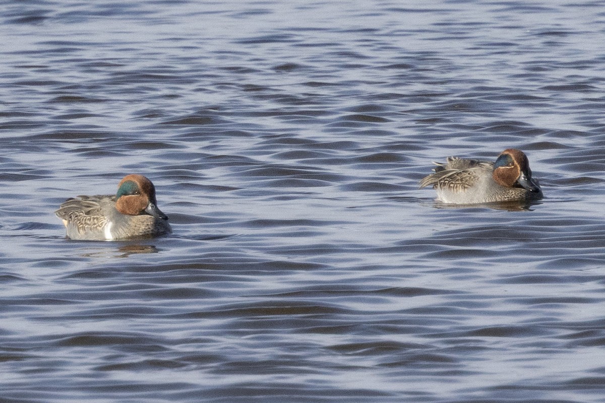 Green-winged Teal - ML646367267