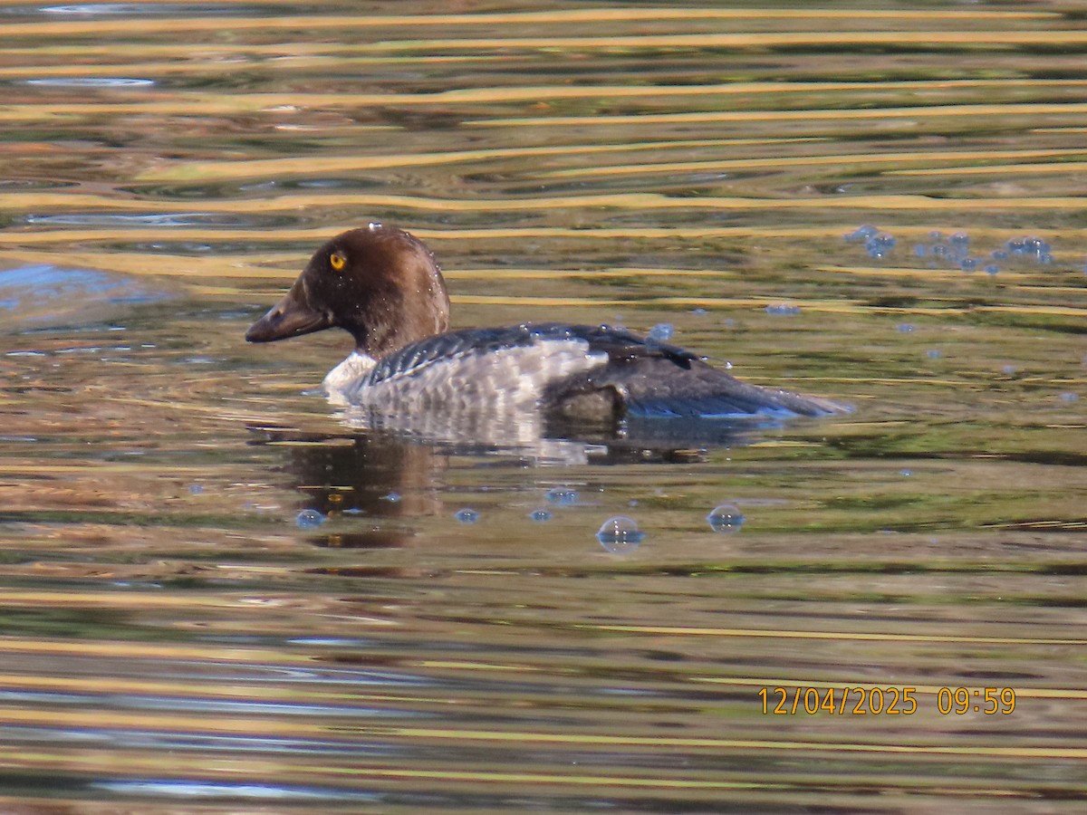 Common Goldeneye - ML646367268
