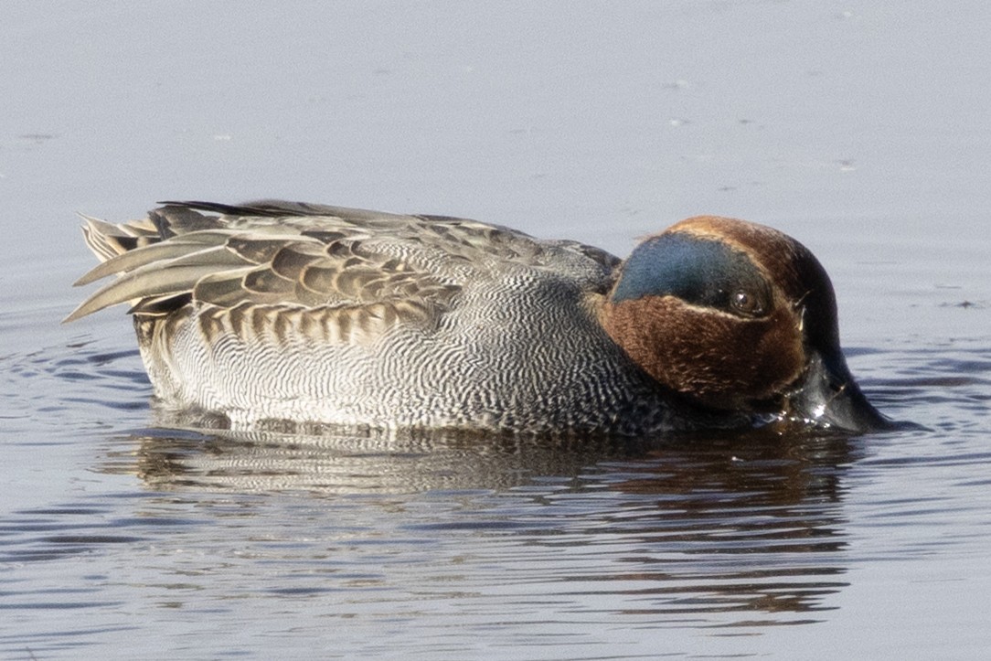 Green-winged Teal - ML646367272