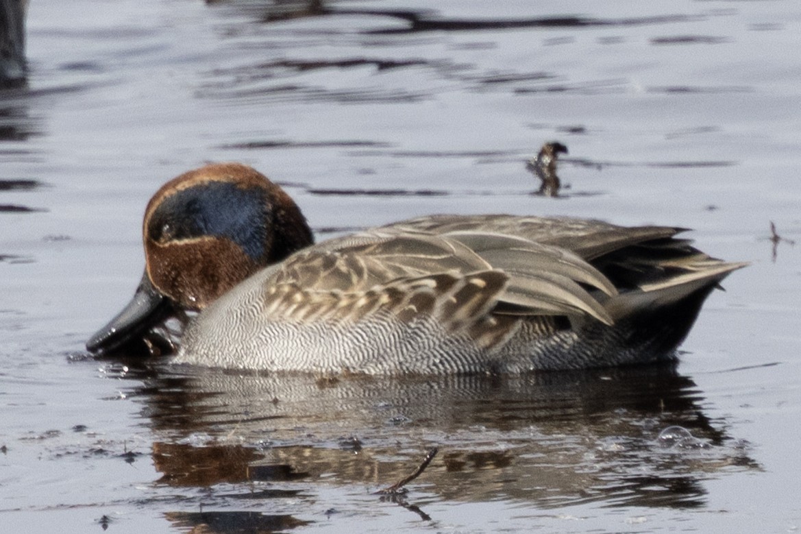 Green-winged Teal - ML646367273