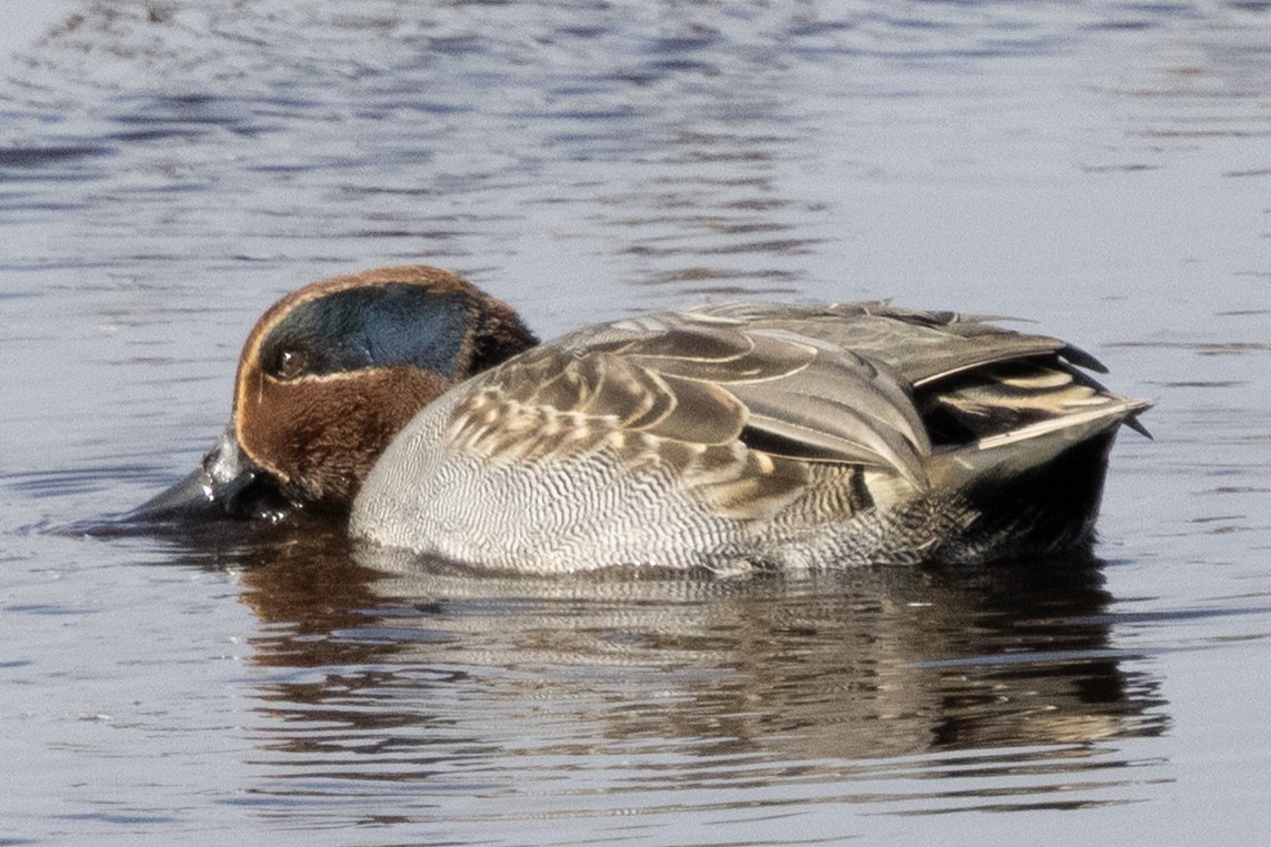 Green-winged Teal - ML646367274