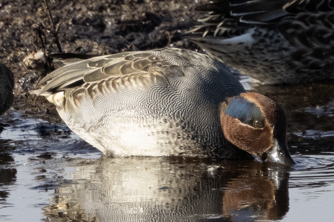 Green-winged Teal - ML646367275