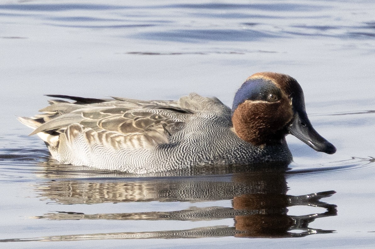 Green-winged Teal - ML646367276