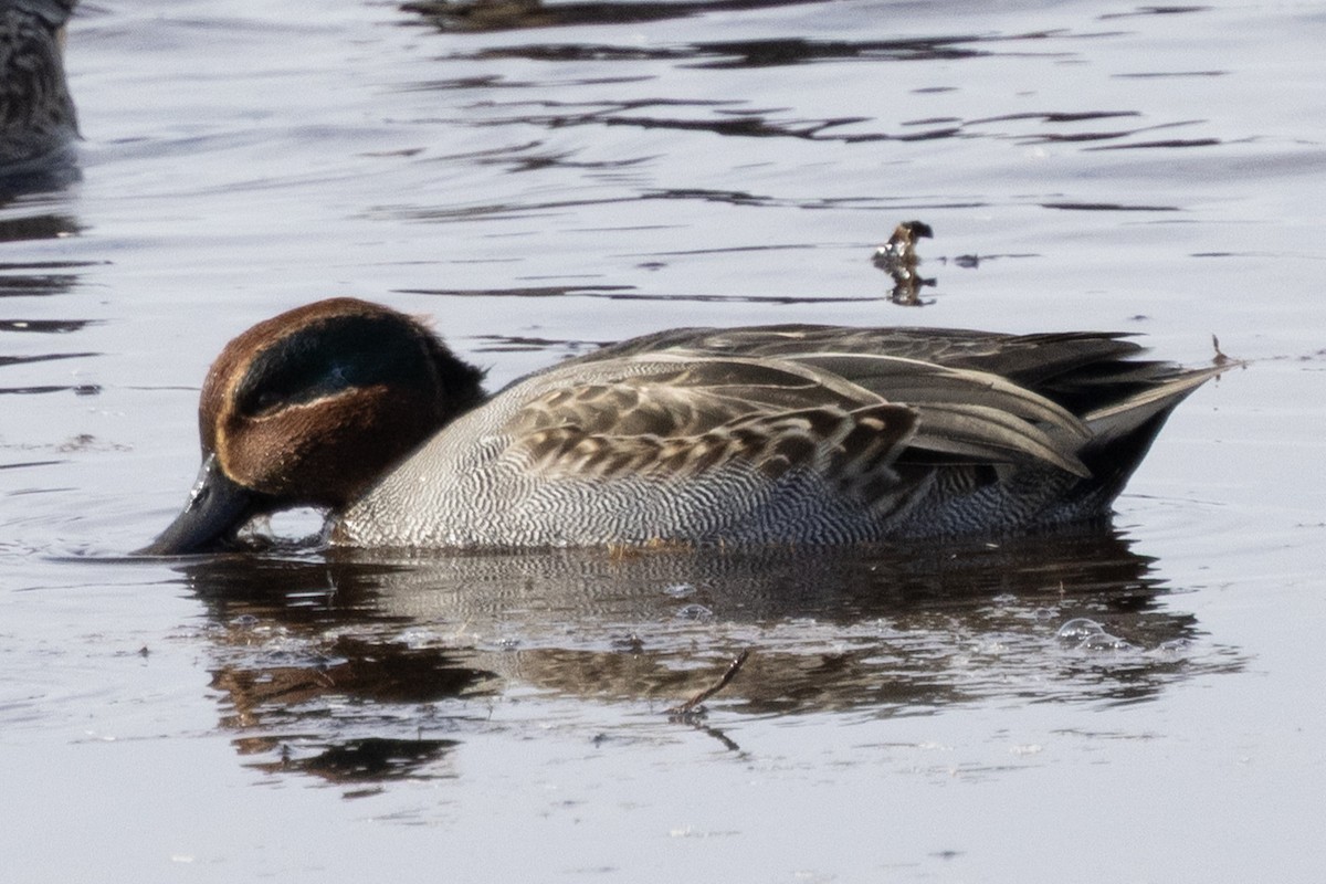 Green-winged Teal - ML646367277