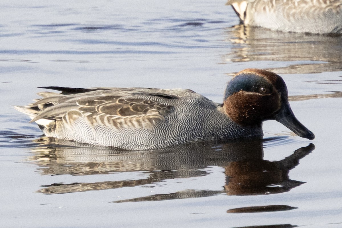 Green-winged Teal - ML646367278