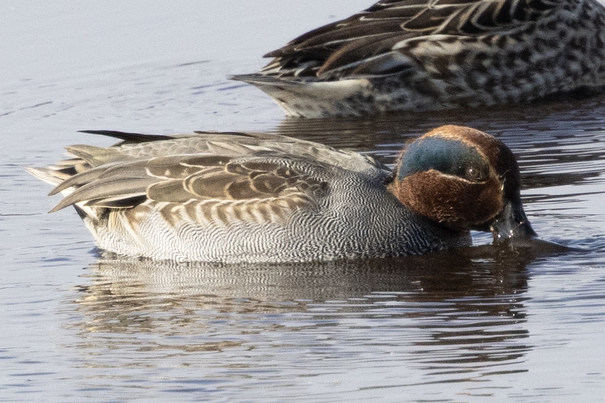 Green-winged Teal - ML646367279