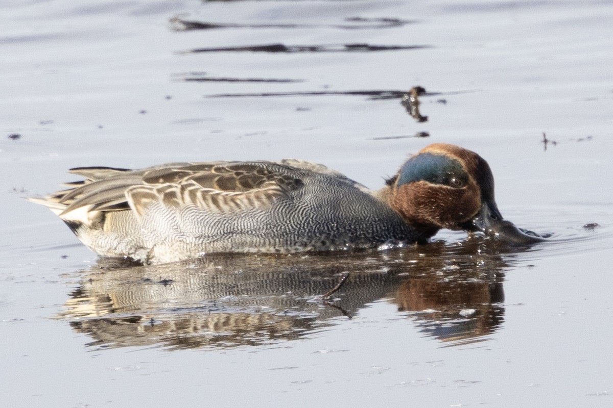 Green-winged Teal - ML646367280