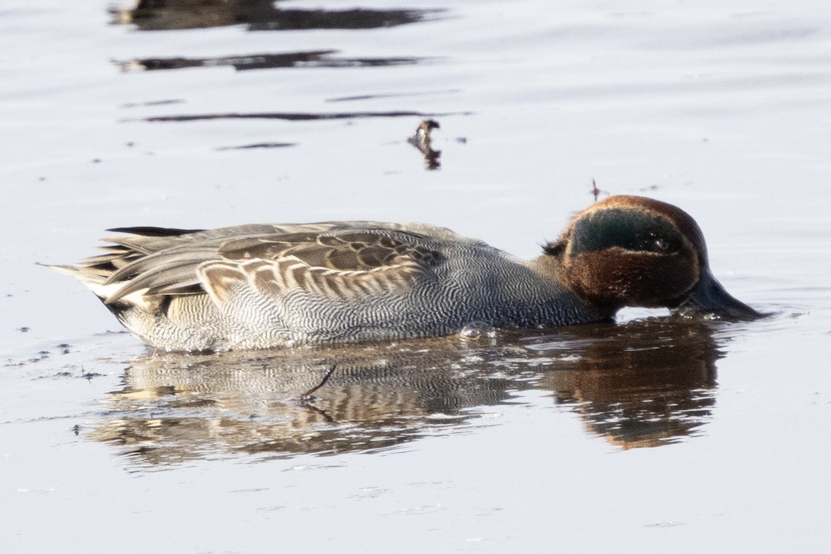 Green-winged Teal - ML646367281