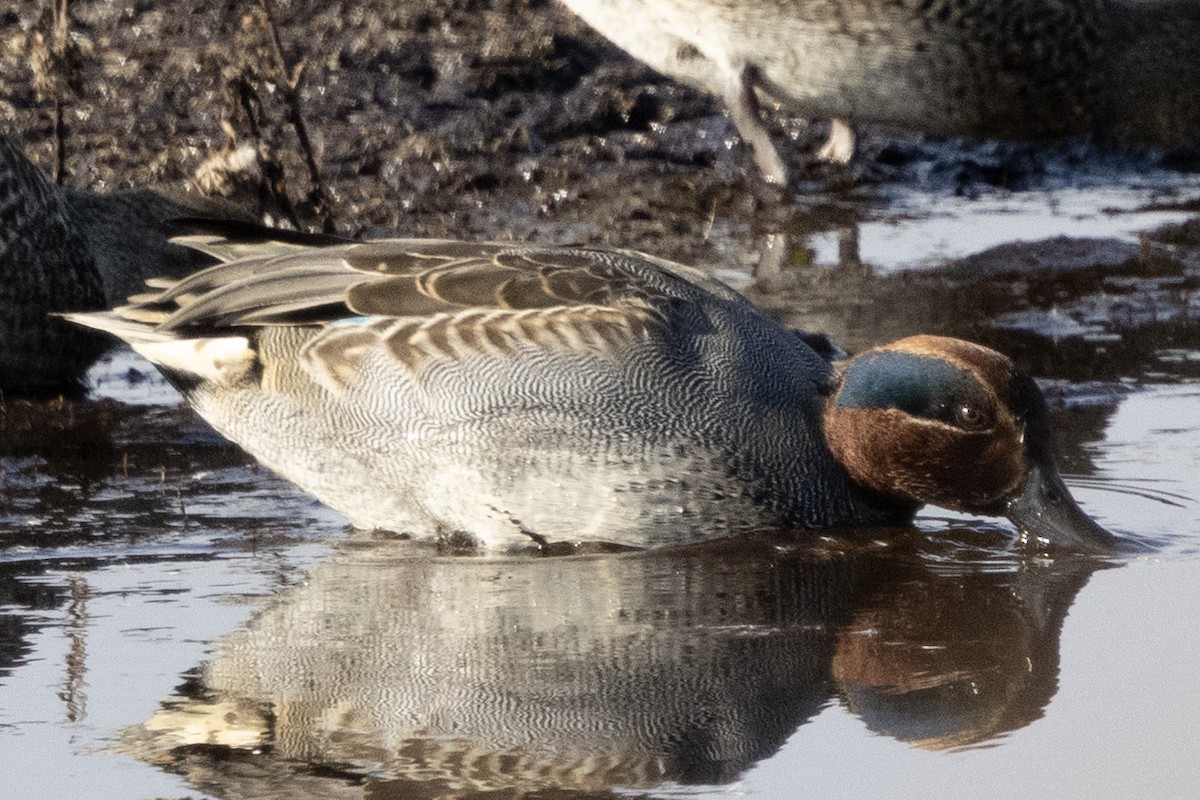 Green-winged Teal - ML646367282