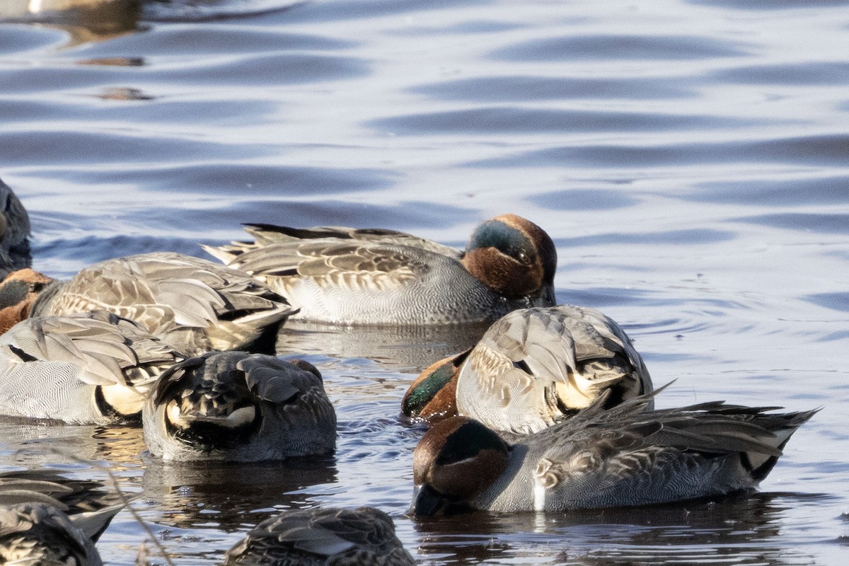 Green-winged Teal - ML646367283