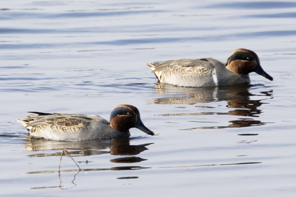 Green-winged Teal - ML646367284