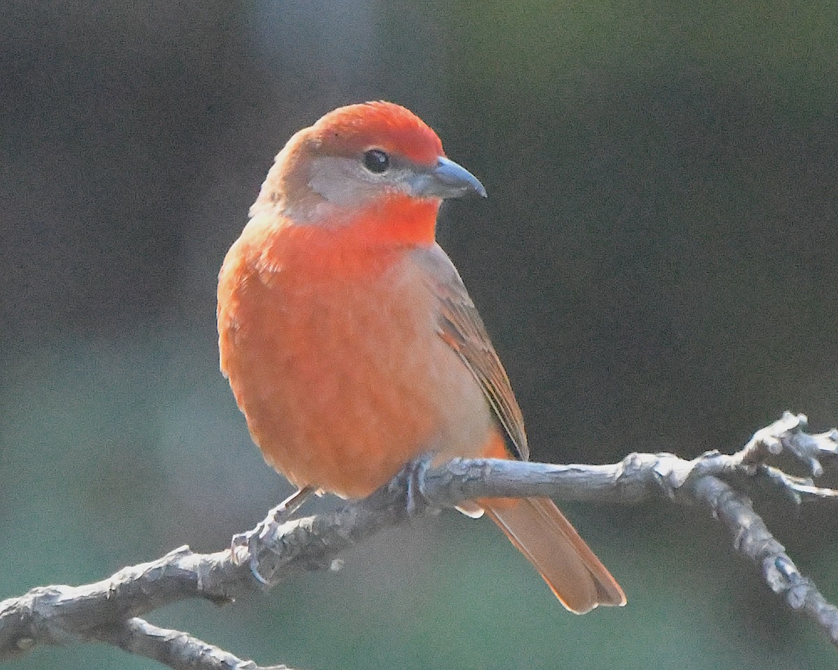 Піранга червона - ML646367285