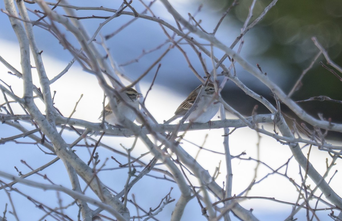 Chipping Sparrow - ML646367286