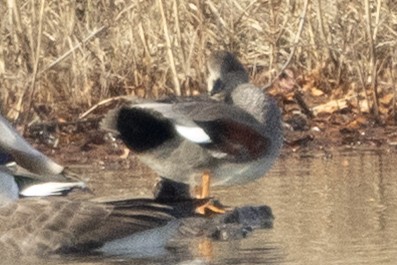 オカヨシガモ - ML646367290