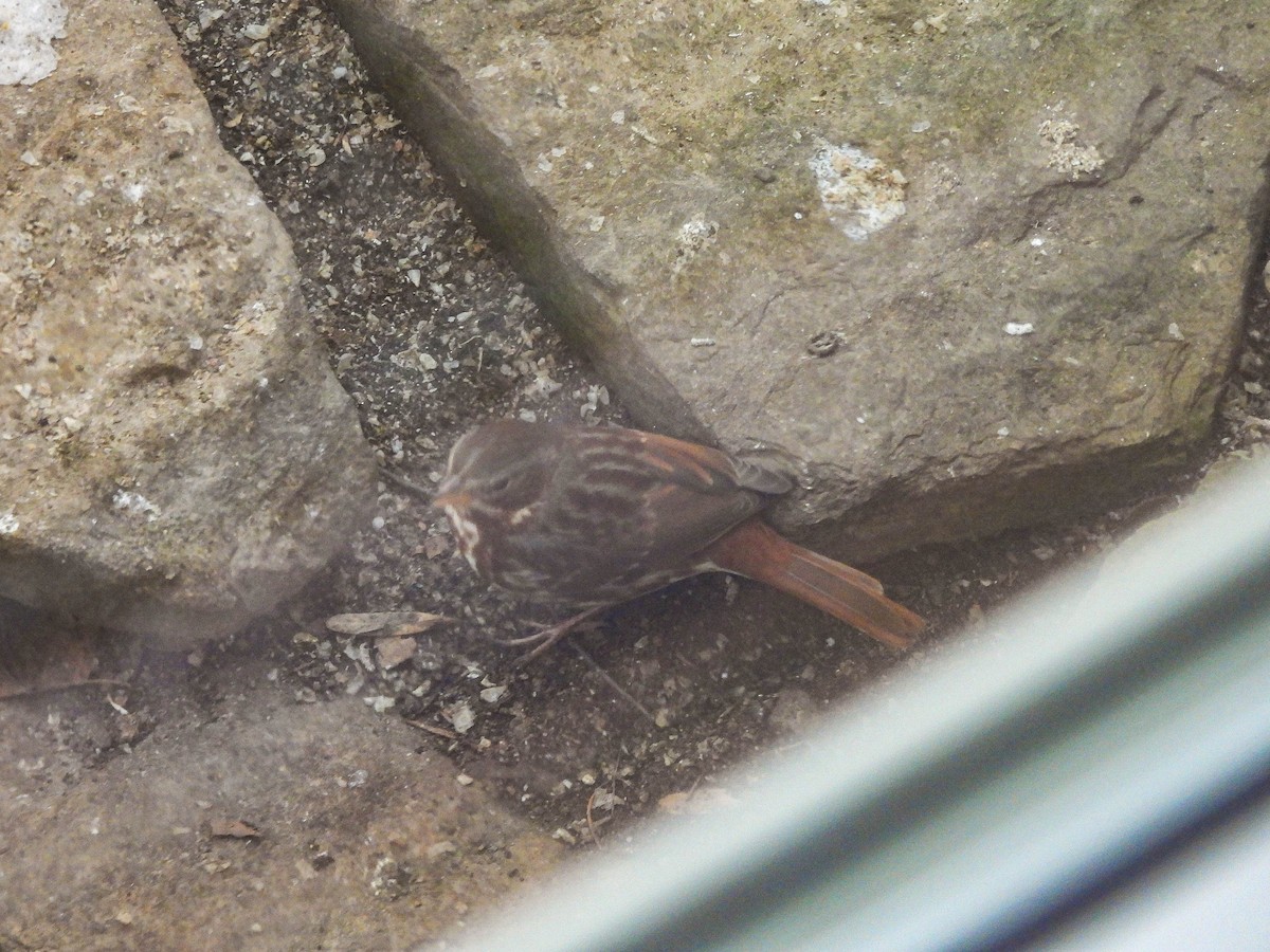 Fox Sparrow - ML646367291