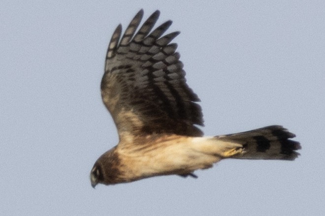 Northern Harrier - ML646367292