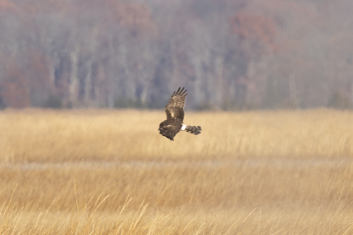 Northern Harrier - ML646367293