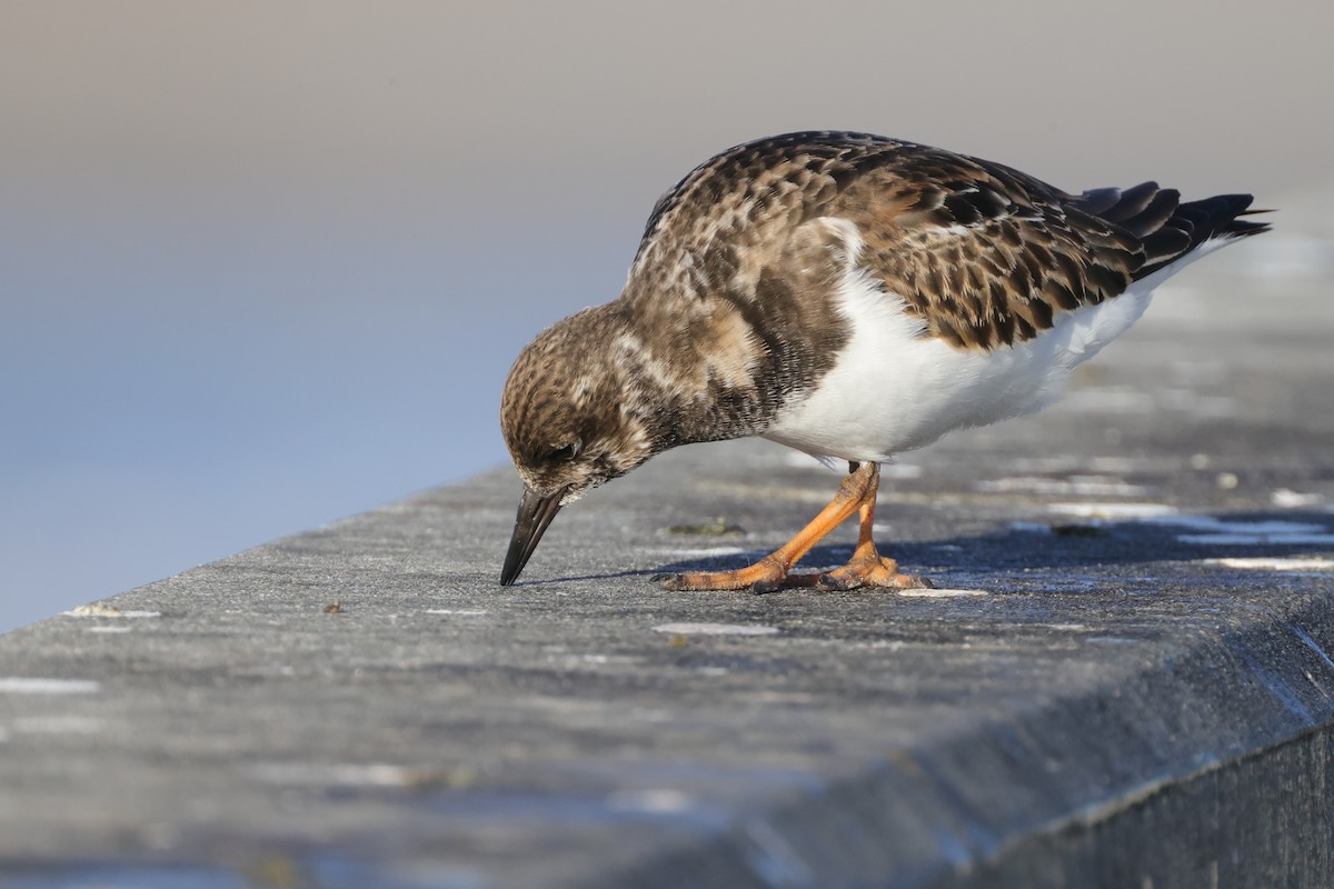 Ruddy Turnstone - ML646367296