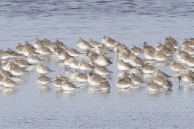 Dunlin - ML646367298