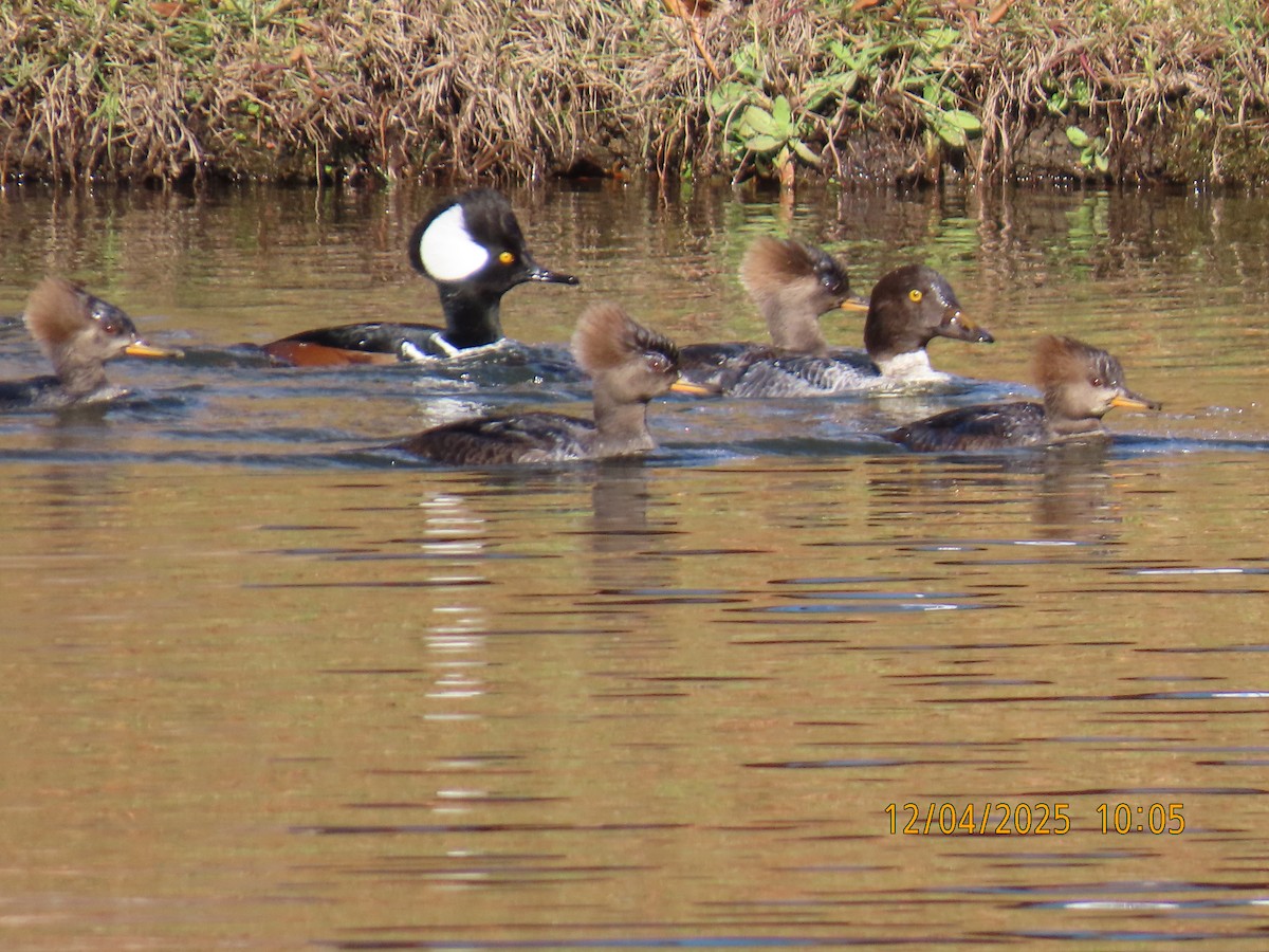 Common Goldeneye - ML646367299