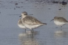 Chorlito Gris - ML646367301