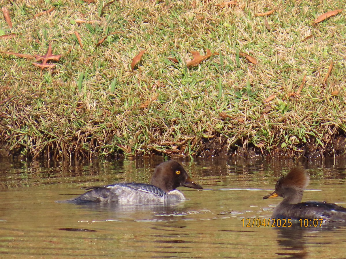 Common Goldeneye - ML646367302