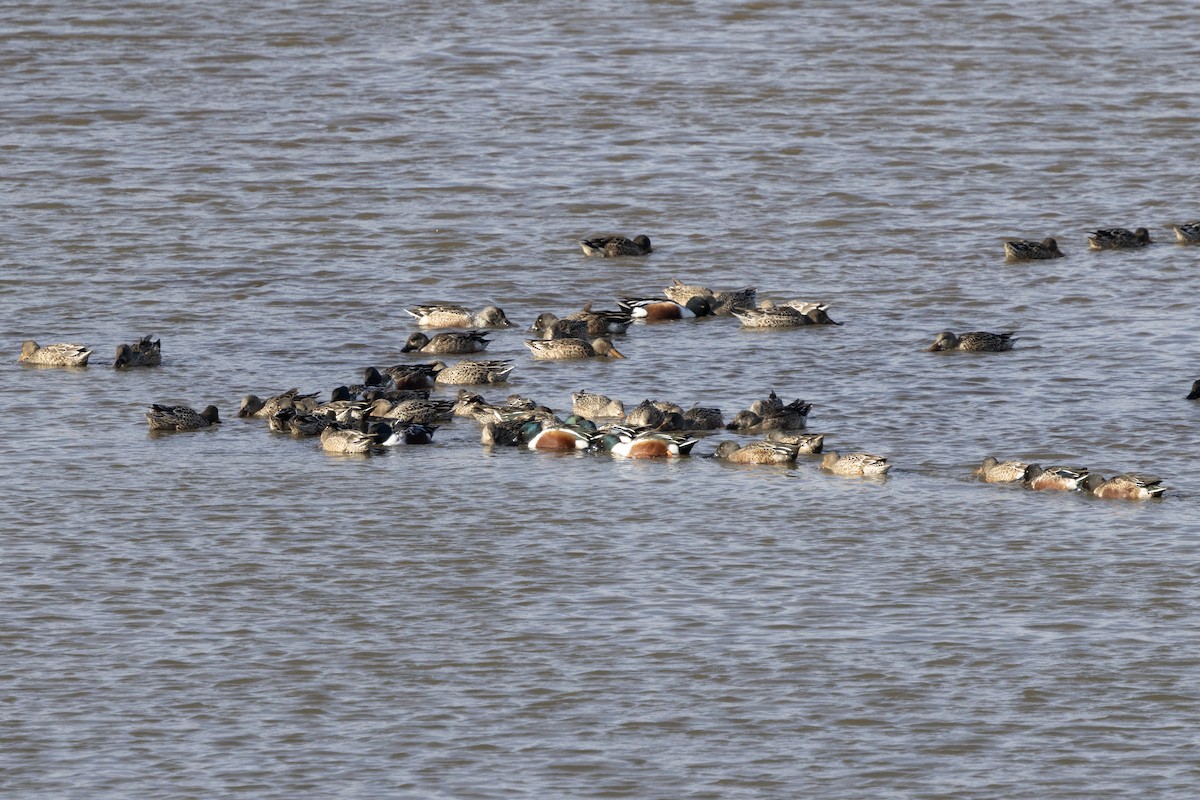 Northern Shoveler - ML646367304