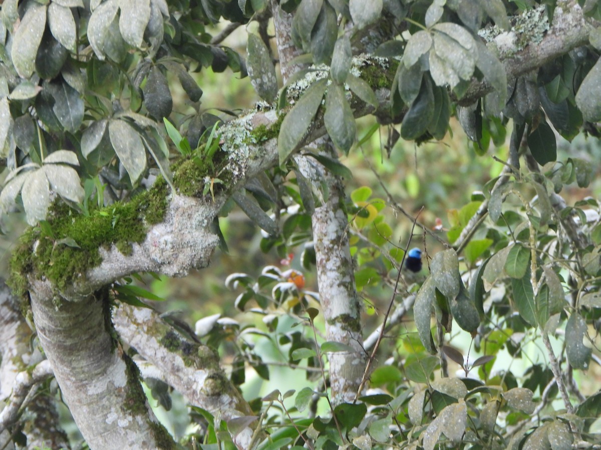 Blue-necked Tanager - ML646367305