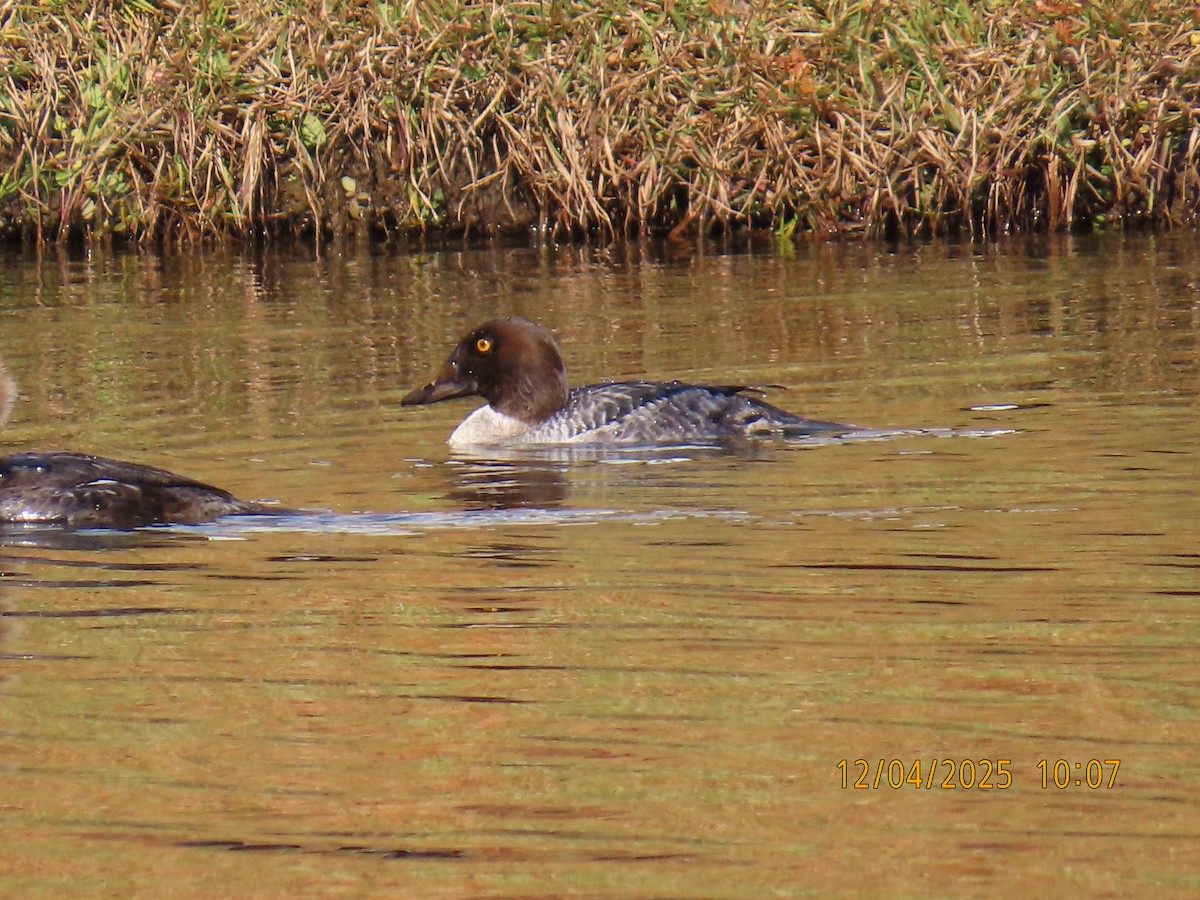 Common Goldeneye - ML646367306