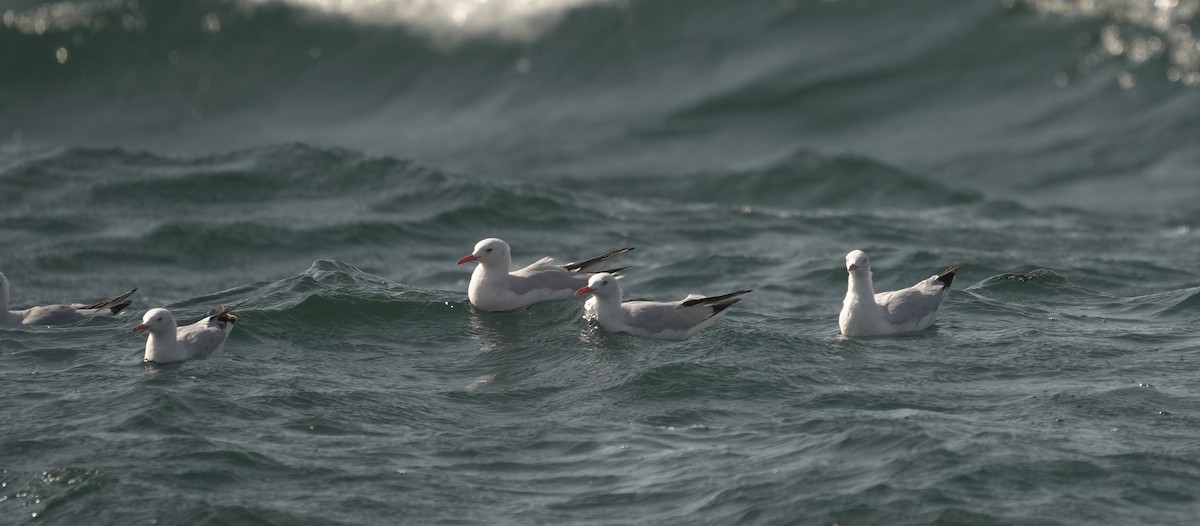 ハシボソカモメ - ML646367307