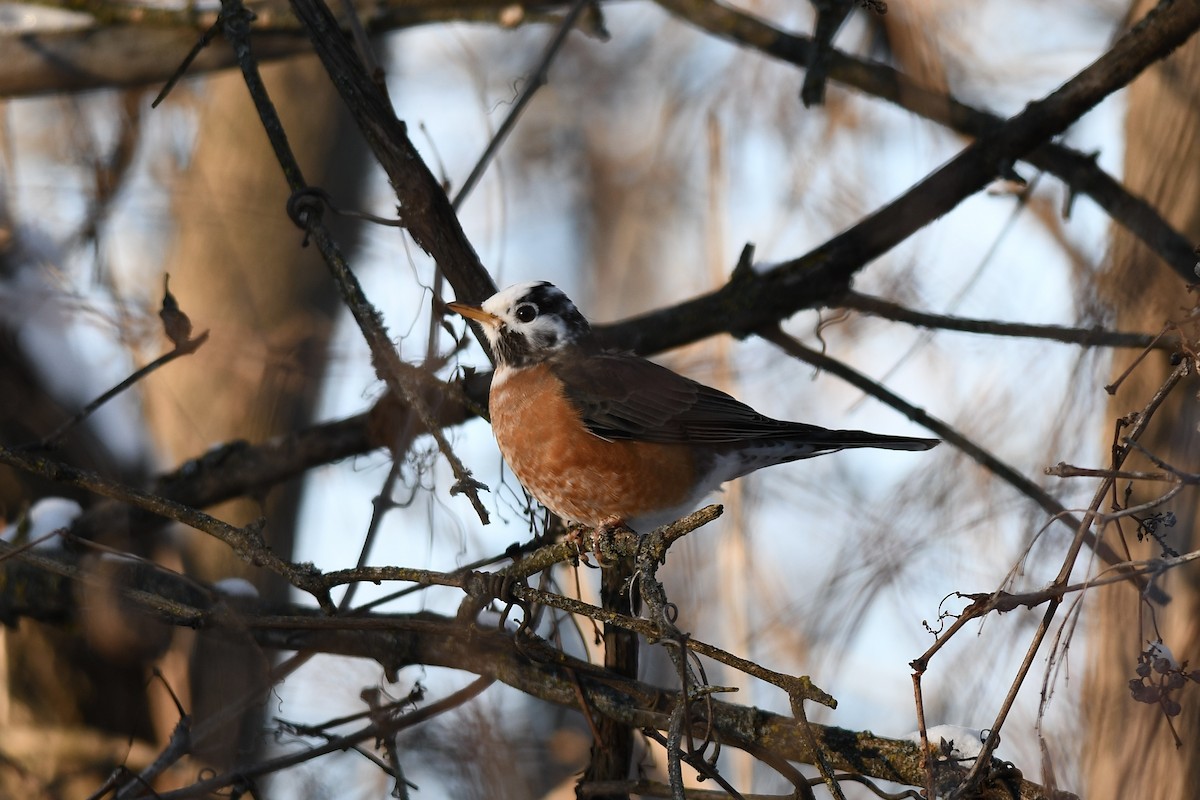 American Robin - ML646367308