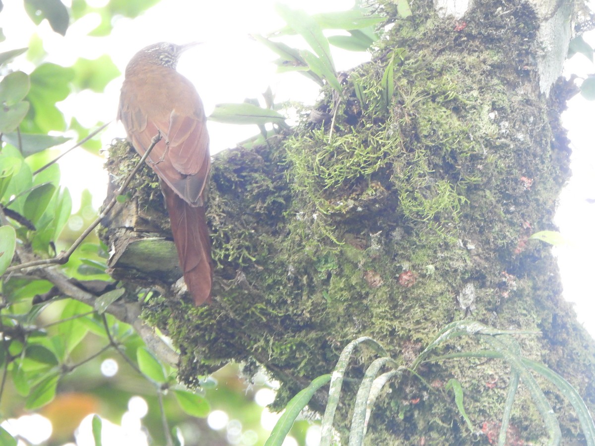 Dağ Tırmaşık - ML646367309