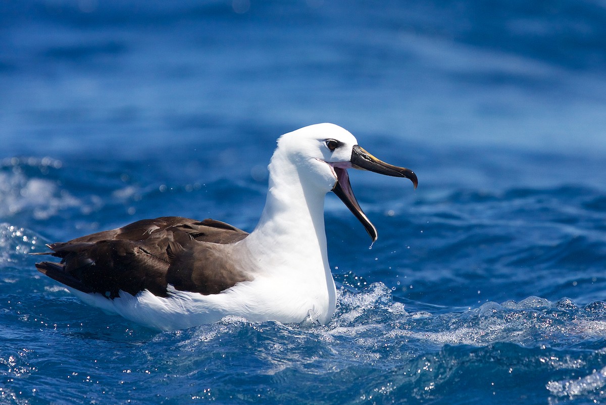 Indian Yellow-nosed Albatross - Matt Brady