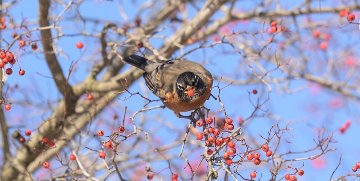 American Robin - ML646367310