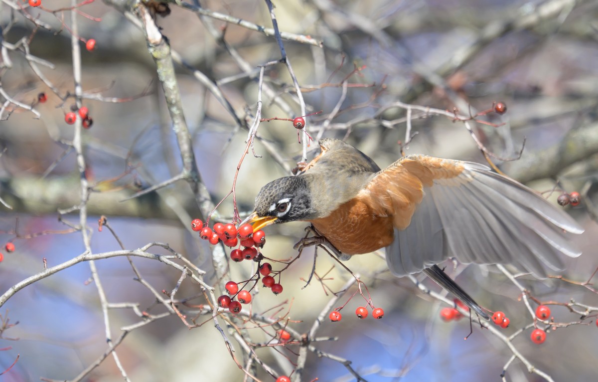 American Robin - ML646367311
