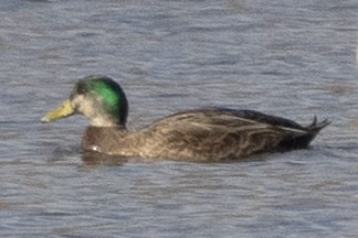 Mallard x American Black Duck (hybrid) - ML646367312