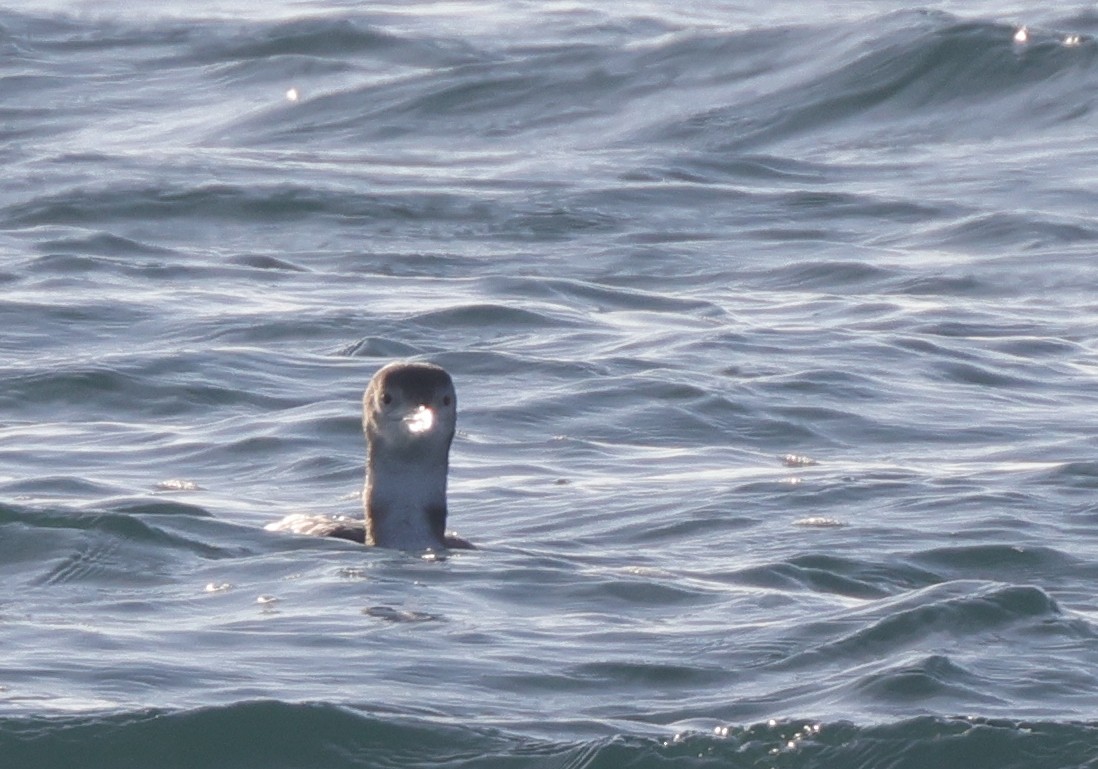 Common/Yellow-billed Loon - ML646367314
