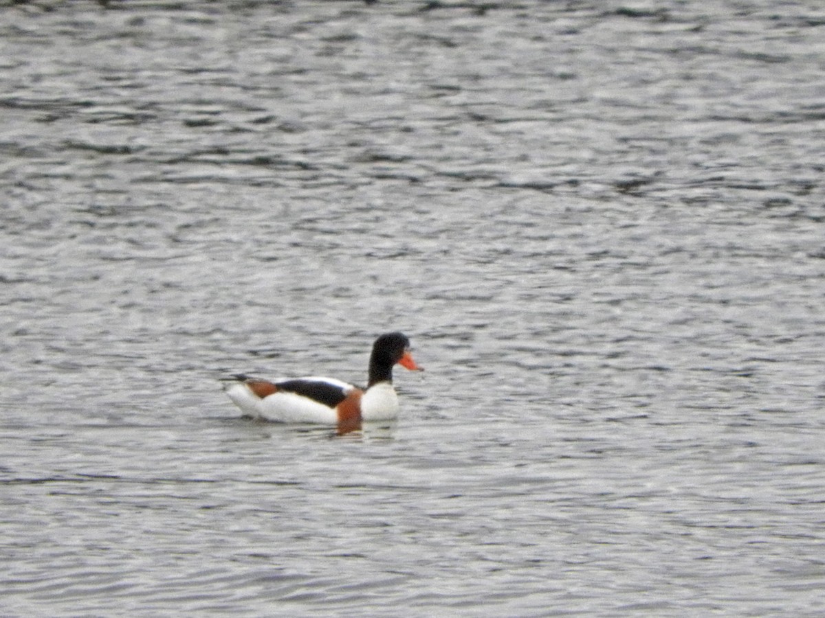 Common Shelduck - ML646367315
