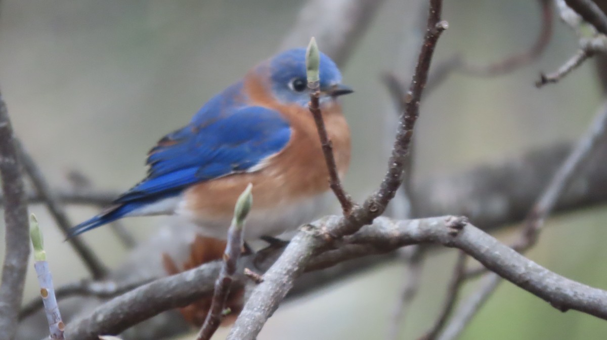 Eastern Bluebird - ML646367316