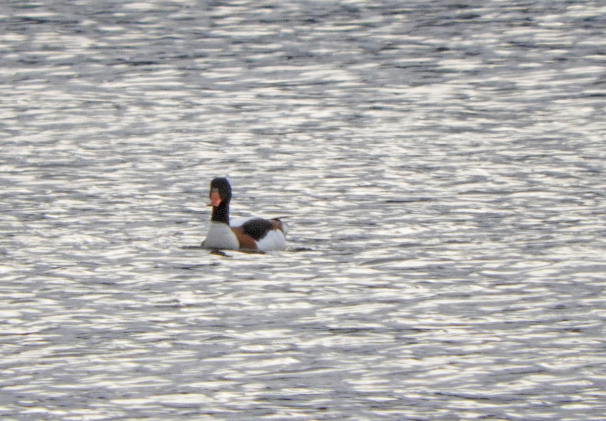 Common Shelduck - ML646367318