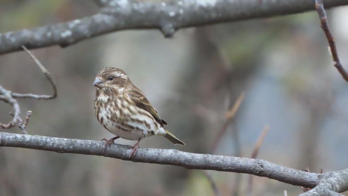 Purple Finch - ML646367321