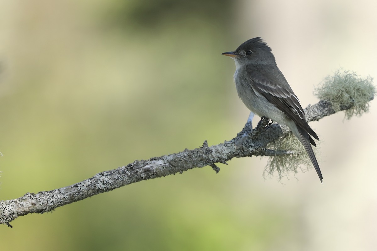 Doğulu Pivi - ML646367326