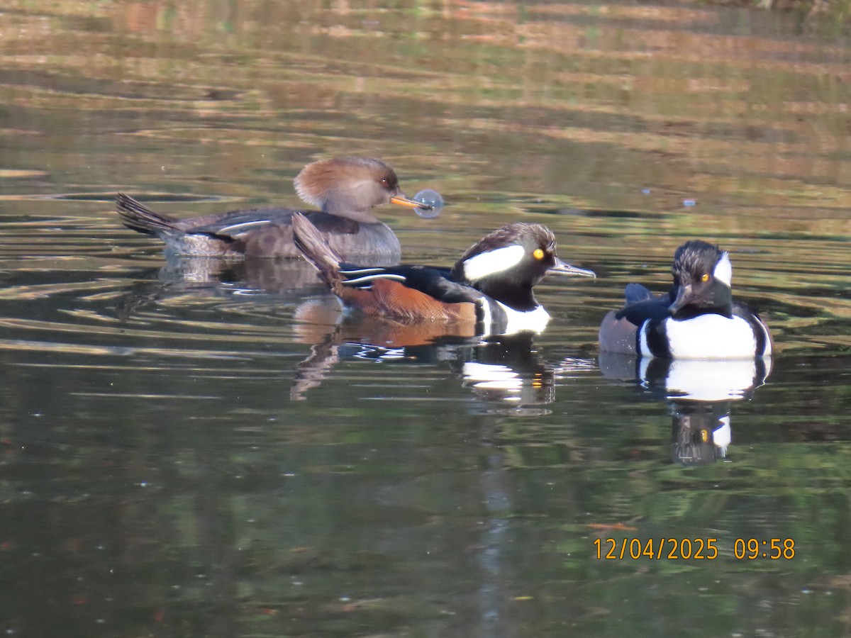 Hooded Merganser - ML646367327