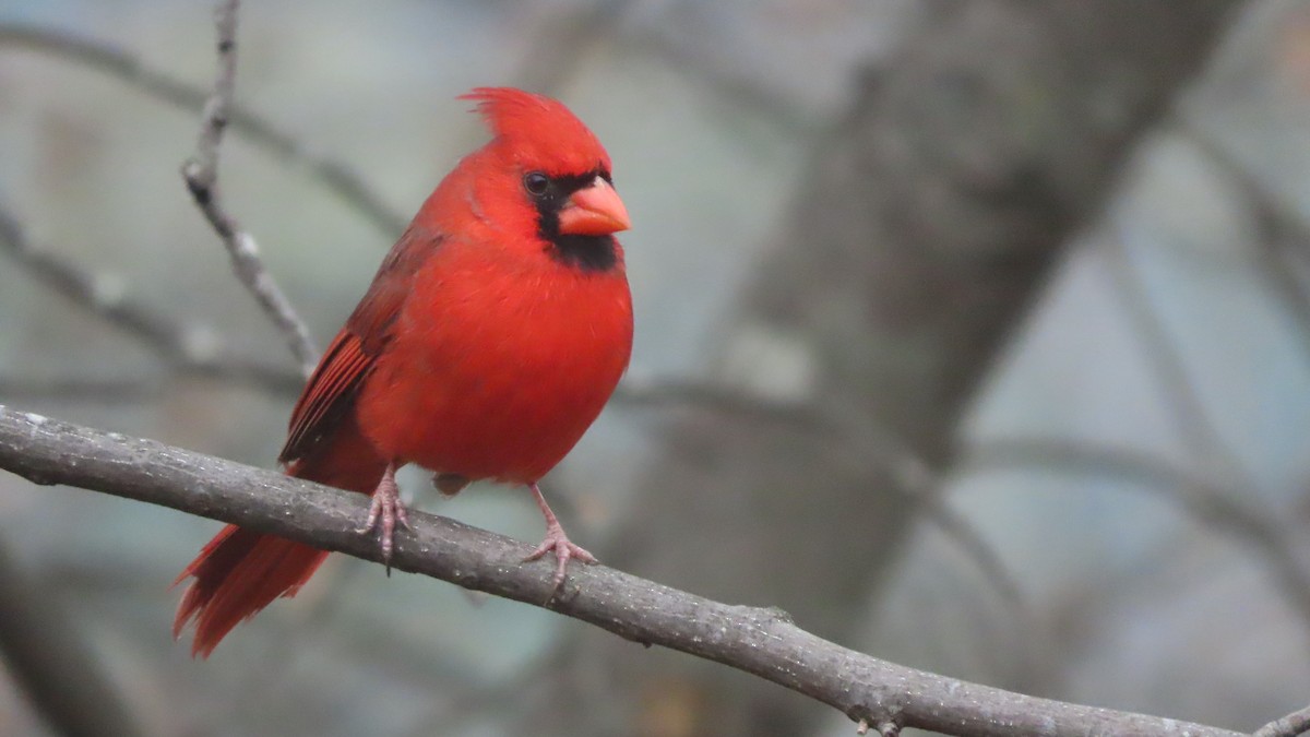 Northern Cardinal - ML646367328